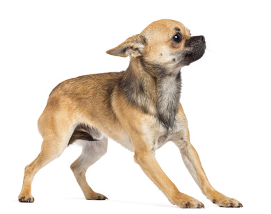 Ängste & Panik bei Hunden