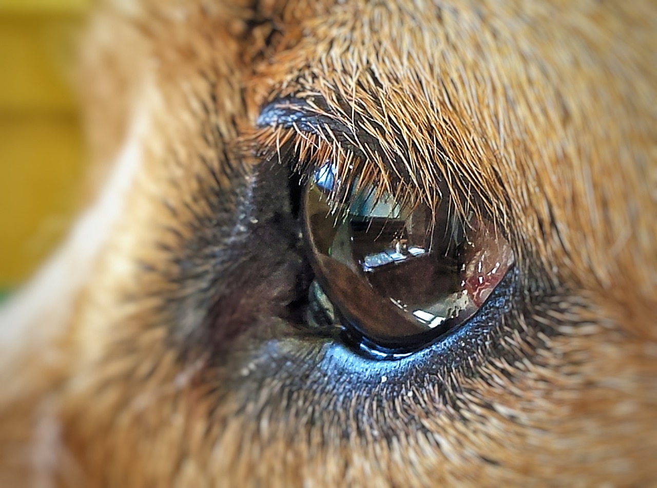 Hunde Augen