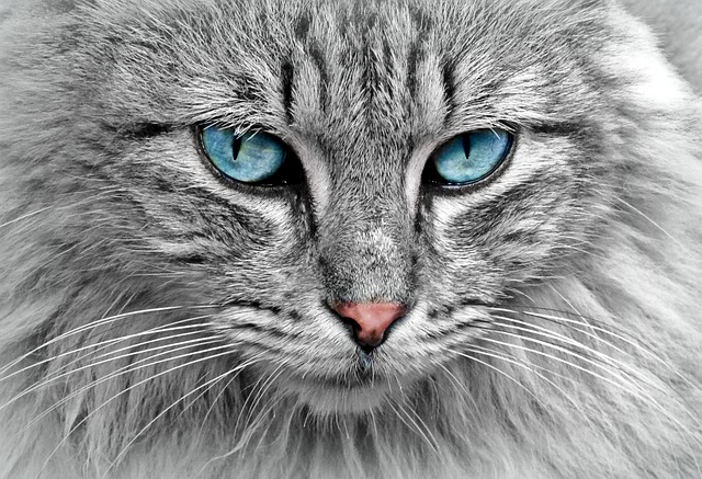 Fellanalyse Katze bioenergetisch
