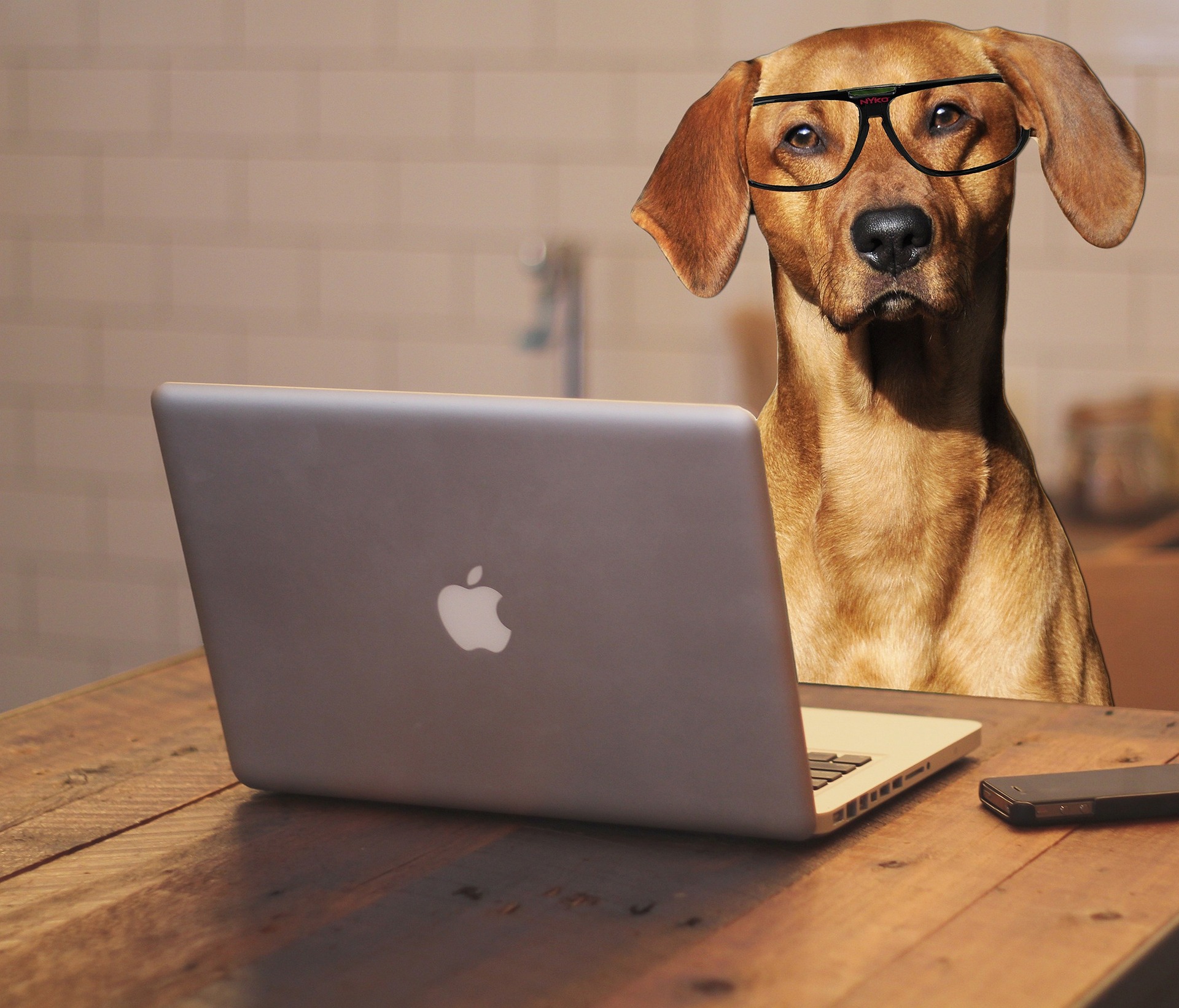 Seminare/Videos für Hundehalter