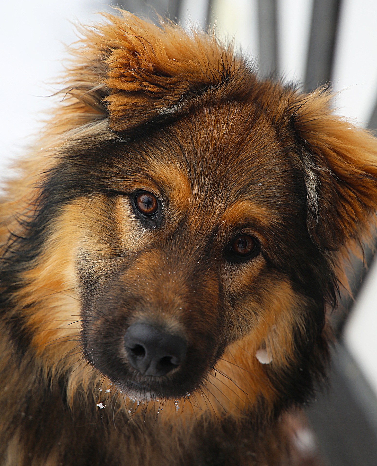 Fellanalysen Hund bioenergetisch