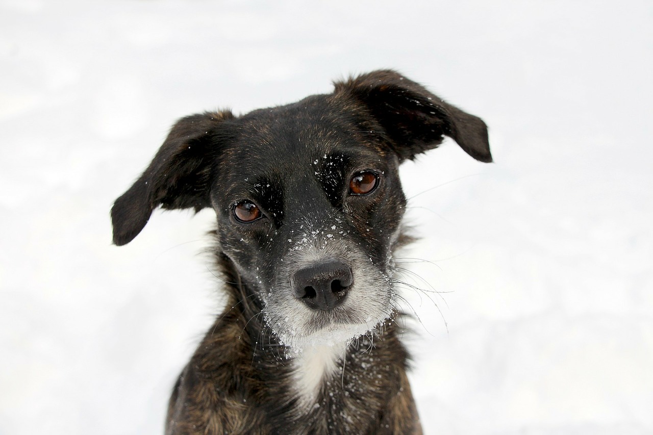 Hunde Ohren