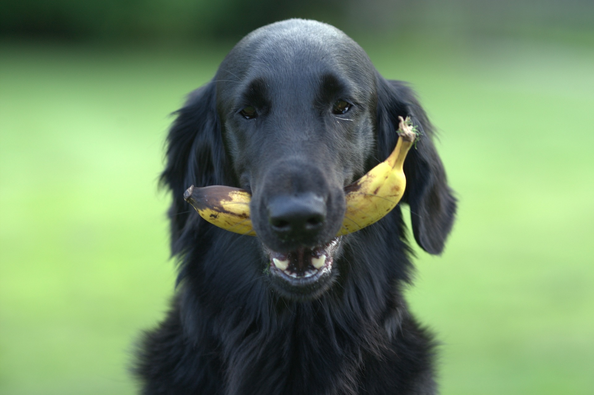 Wurmabwehr für Hunde