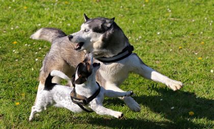 Hormone Hund