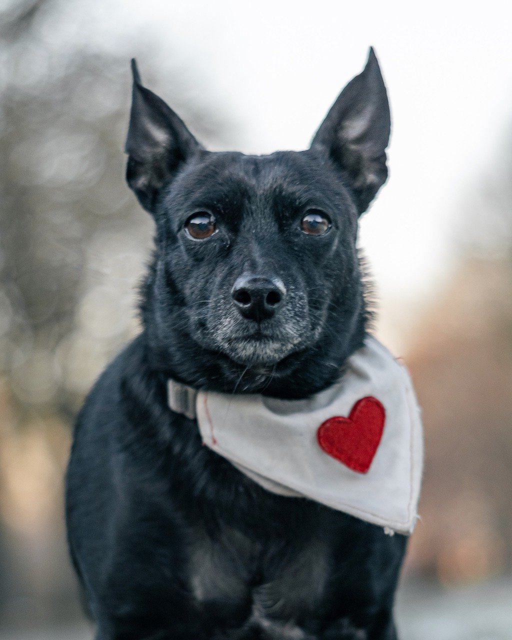 Hundeherz - Lunge - Bronchien