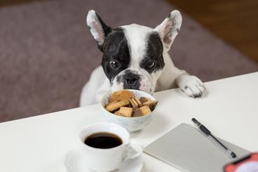 Allergen Analyse Hund bionergetisch Fell