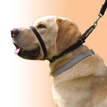 Canny Collar Erziehungshalsband