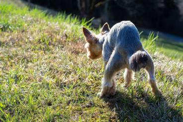 Darm & Allergie Analyse bioenergetisch Hund